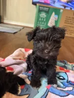 Mocha , a female Miniature Schnauzer for sale in Bowie, MD – Photo 1 of 3