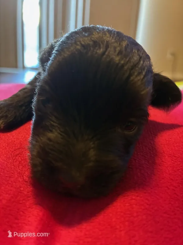 Mocha  – Miniature Schnauzer puppy for sale in Bowie, MD