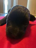 Mocha , a female Miniature Schnauzer for sale in Bowie, MD – Photo 1 of 2