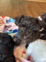 Mocha , a female Miniature Schnauzer for sale in Bowie, MD – Photo 2 of 3