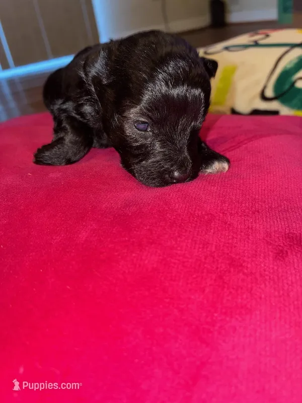 Cole  – Miniature Schnauzer puppy for sale in Bowie, MD