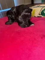 Cole , a male Miniature Schnauzer for sale in Bowie, MD – Photo 1 of 2