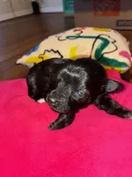 Cole , a male Miniature Schnauzer for sale in Bowie, MD – Photo 2 of 2