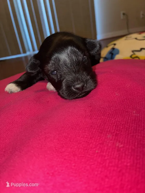 Onyx – Miniature Schnauzer puppy for sale in Bowie, MD