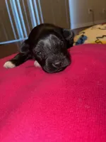 Onyx, a male Miniature Schnauzer for sale in Bowie, MD – Photo 1 of 2