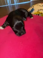 Onyx, a male Miniature Schnauzer for sale in Bowie, MD – Photo 2 of 2