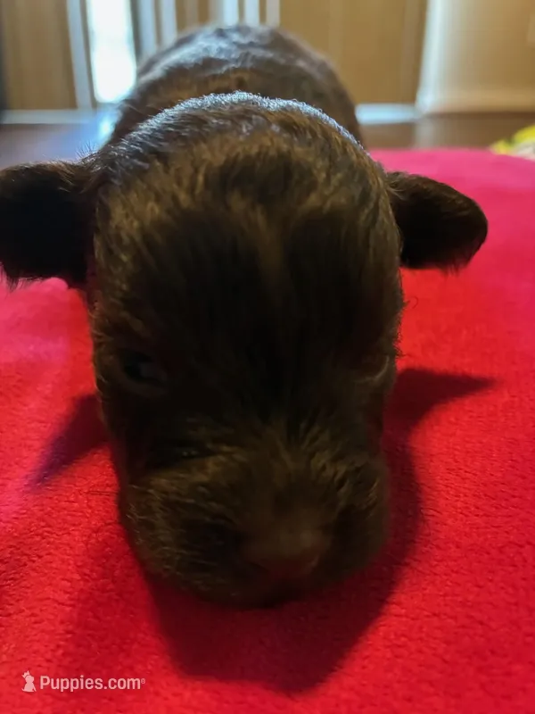 Ace – Miniature Schnauzer puppy for sale in Bowie, MD