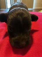 Ace, a female Miniature Schnauzer for sale in Bowie, MD – Photo 1 of 2