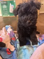 Ace, a female Miniature Schnauzer for sale in Bowie, MD – Photo 2 of 4