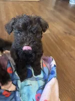 Ace, a female Miniature Schnauzer for sale in Bowie, MD – Photo 3 of 4