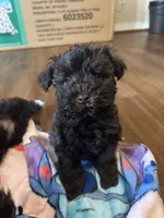 Ace, a female Miniature Schnauzer for sale in Bowie, MD – Photo 4 of 4