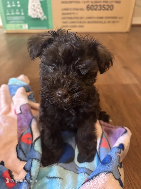 Ace – Miniature Schnauzer puppy for sale in Bowie, MD