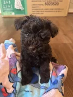 Ace, a female Miniature Schnauzer for sale in Bowie, MD – Photo 1 of 4