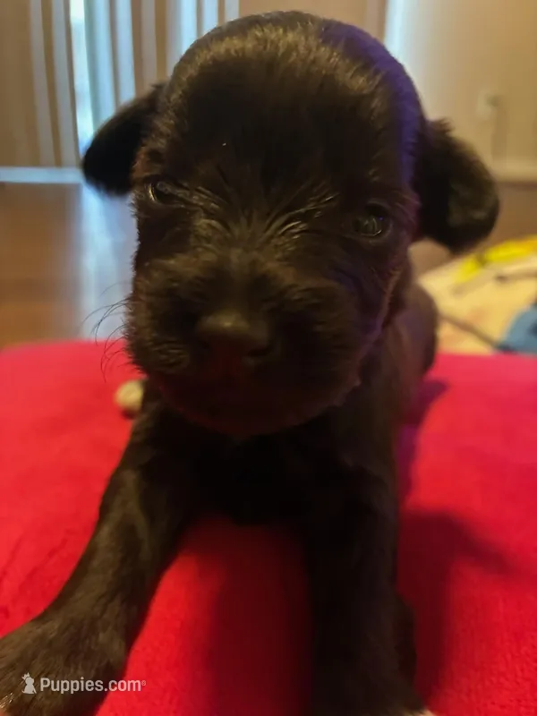 Brownie – Miniature Schnauzer puppy for sale in Bowie, MD