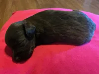 Brownie, a female Miniature Schnauzer for sale in Bowie, MD – Photo 2 of 2