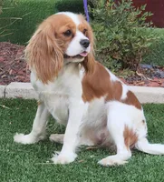 processed/08f24553-5a34-4cd2-9fef-61ffdb03d78d/facility/2929a02e-06cb-4a2a-8b2d-5b9ba668de5c