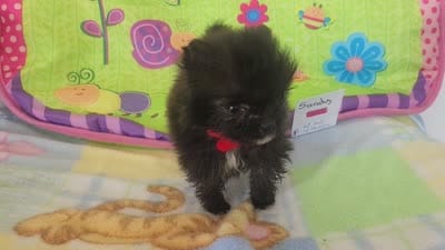 SANDY, a female Pomeranian for sale in Weatherford, TX – 3 of 6