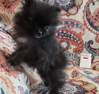 SANDY   Red Rib, a female Pomeranian for sale in Weatherford, TX – 2 of 10