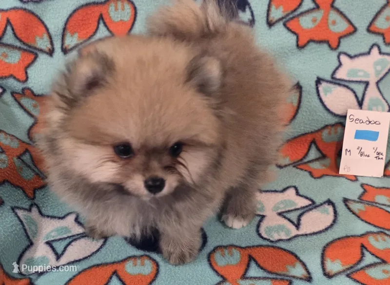 SEADOO – Pomeranian puppy for sale in Weatherford, TX