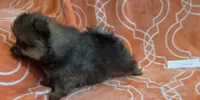 JUDY G   Pink Rib, a female Pomeranian for sale in Weatherford, TX – 7 of 9