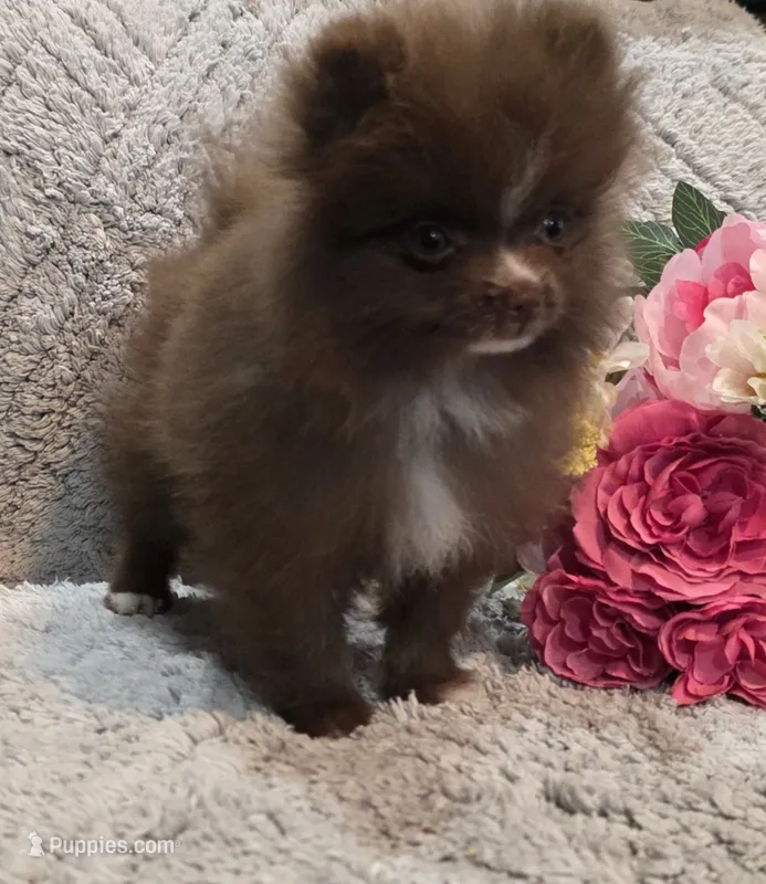 BARBIE  Orange rib – Pomeranian puppy for sale in Weatherford, TX