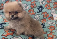 SEADOO  Blue Rib, a male Pomeranian for sale in Weatherford, TX – 7 of 9