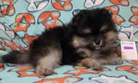 CRUISE     Purple rib, a male Pomeranian for sale in Weatherford, TX – 4 of 9