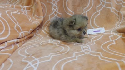 MARILYN  M Mauve Rib, a female Pomeranian for sale in Weatherford, TX – 10 of 10