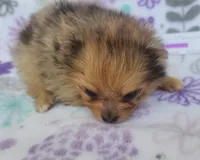 MARILYN  MONROE, a female Pomeranian for sale in Weatherford, TX – 3 of 9