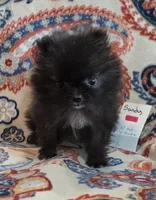 SANDY   Red Rib, a female Pomeranian for sale in Weatherford, TX – 3 of 10