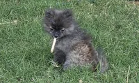 SANDY   Red Rib, a female Pomeranian for sale in Weatherford, TX – 6 of 9