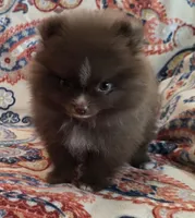 BARBIE  orange ribbon, a female Pomeranian for sale in Weatherford, TX – 7 of 10