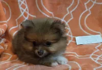 GRACE K  White Rib, a female Pomeranian for sale in Weatherford, TX – 4 of 9