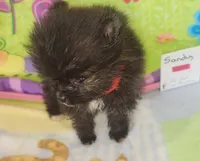 SANDY, a female Pomeranian for sale in Weatherford, TX – 5 of 6