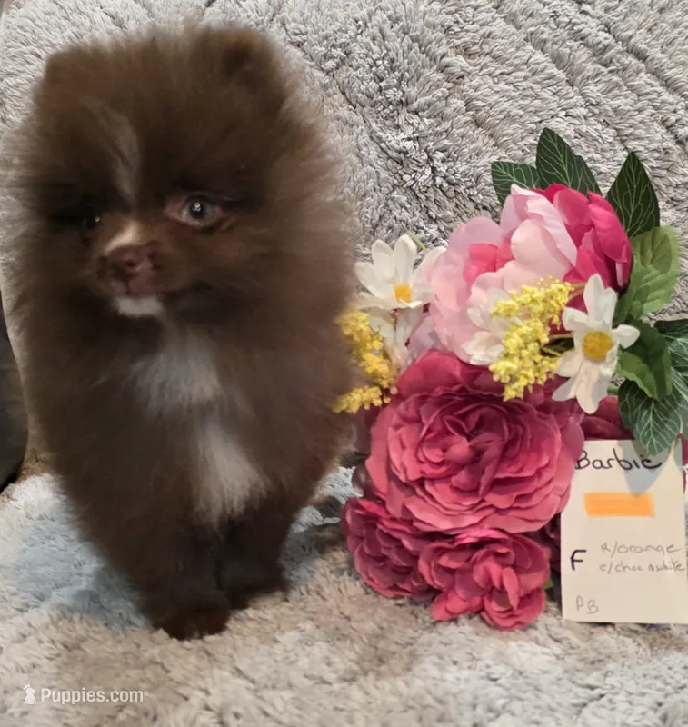 BARBIE  Orange rib – Pomeranian puppy for sale in Weatherford, TX