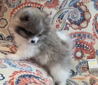 SUMMER, a female Pomeranian for sale in Weatherford, TX – 3 of 9