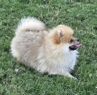SEADOO  Blue Rib, a male Pomeranian for sale in Weatherford, TX – 5 of 10