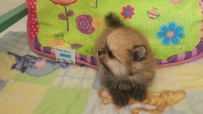 SEADOO, a male Pomeranian for sale in Weatherford, TX – 7 of 7