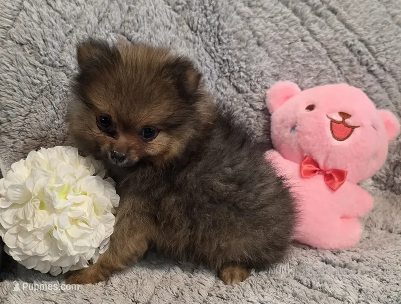 JUDY G   Pink Rib – Pomeranian puppy for sale in Weatherford, TX