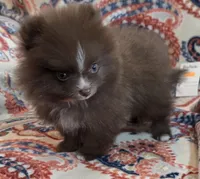 BARBIE  orange ribbon, a female Pomeranian for sale in Weatherford, TX – 4 of 10