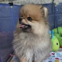 SEADOO  Blue Rib, a male Pomeranian for sale in Weatherford, TX – 8 of 10