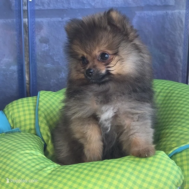 JUDY G   Pink Rib – Pomeranian puppy for sale in Weatherford, TX