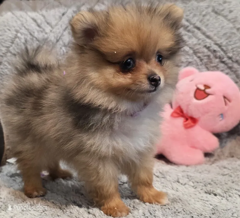 MARILYN  M Mauve Rib – Pomeranian puppy for sale in Weatherford, TX