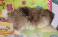 SUMMER, a female Pomeranian for sale in Weatherford, TX – 3 of 8