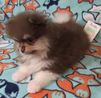 DUDE  Green Rib, a male Pomeranian for sale in Weatherford, TX – 4 of 9