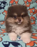 DUDE  Green Rib, a male Pomeranian for sale in Weatherford, TX – 2 of 9