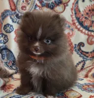 BARBIE  orange ribbon, a female Pomeranian for sale in Weatherford, TX – 9 of 10