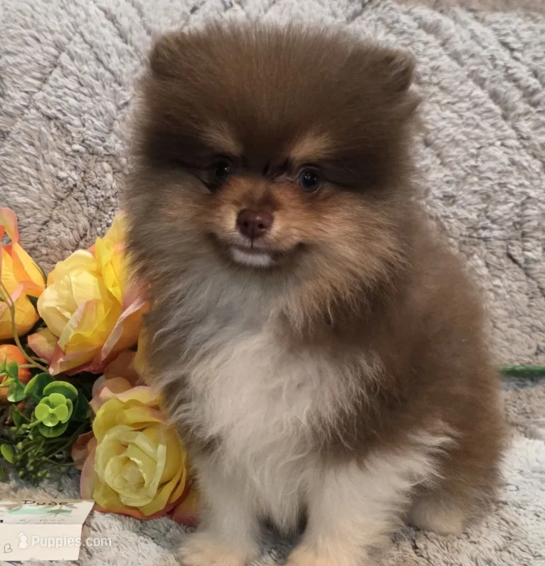DUDE  Green Rib – Pomeranian puppy for sale in Weatherford, TX