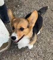 TYLER, a female Pembroke Welsh Corgi for sale in Weatherford, TX – Photo 5 of 8
