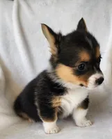 TYLER, a female Pembroke Welsh Corgi for sale in Weatherford, TX – Photo 2 of 8